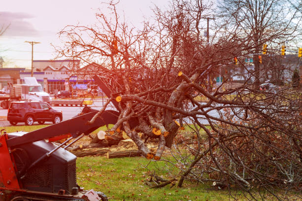 How Our Tree Care Process Works  in  Hebron, IL