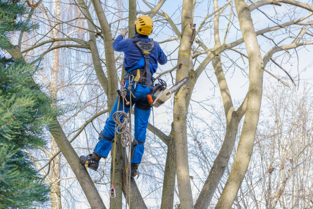 Best Tree Maintenance Programs  in Hebron, IL